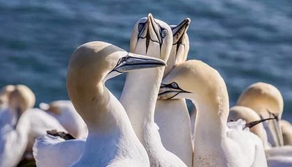 星空体育网站安全-塞尔维亚女篮在欧洲锦标赛中全力拼搏，享受荣誉时刻，塞尔维亚女篮球