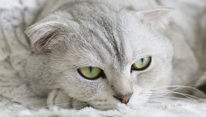 星空体育网站安全-塞尔维亚女篮在欧洲锦标赛中全力拼搏，享受荣誉时刻，塞尔维亚女篮球