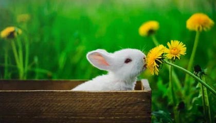 星空官网-北美战队新阵容磨合顺利，北美战队tsm