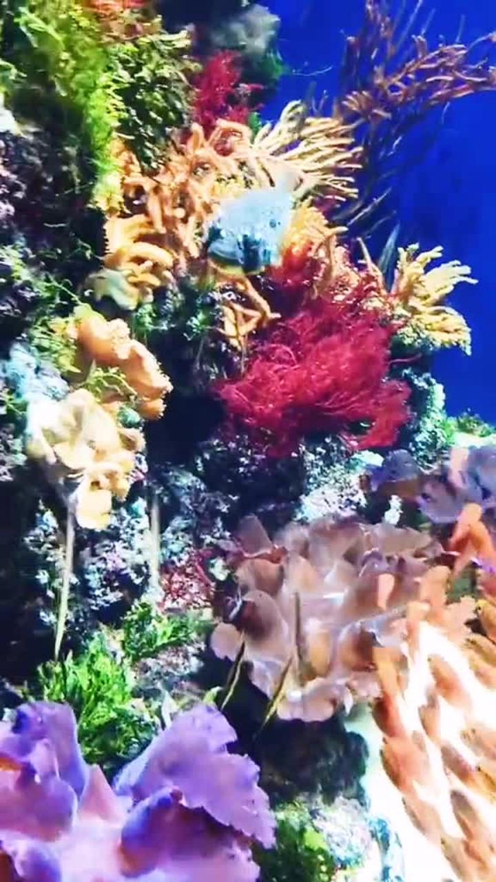 关于海底奇观潜水赛，探索海底沉寂的秘密宝藏的信息